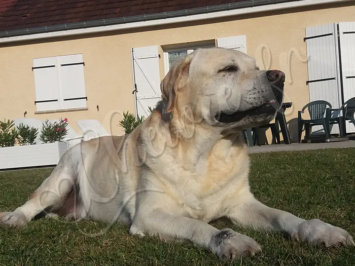 Chewie - Chien labrador retriever sable LOF - A Cierrey, Chewie se sent chez lui, lui qui a déménagé trois fois (Droupt-Saint-Basle, Evreux, La Bonneville-sur-Iton).
