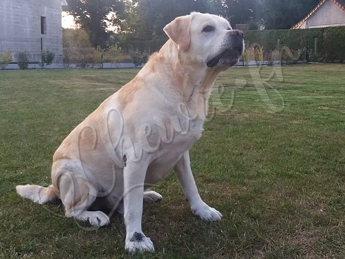 Chewie - Chien labrador retriever sable LOF - Chewie a un très beau gabarit, même en viellissant, il est reste encore un labrador bien robuste.