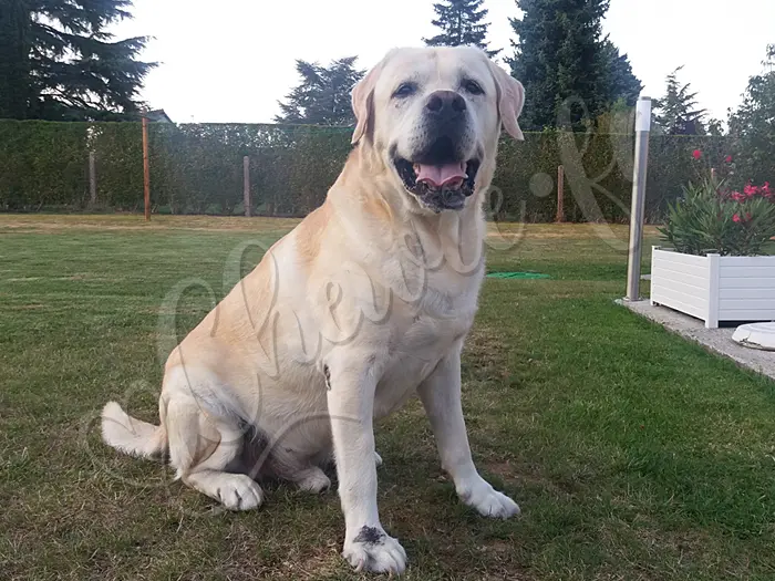 Chewie - Chien labrador retriever sable LOF - Chewie se tient droit et fier.
