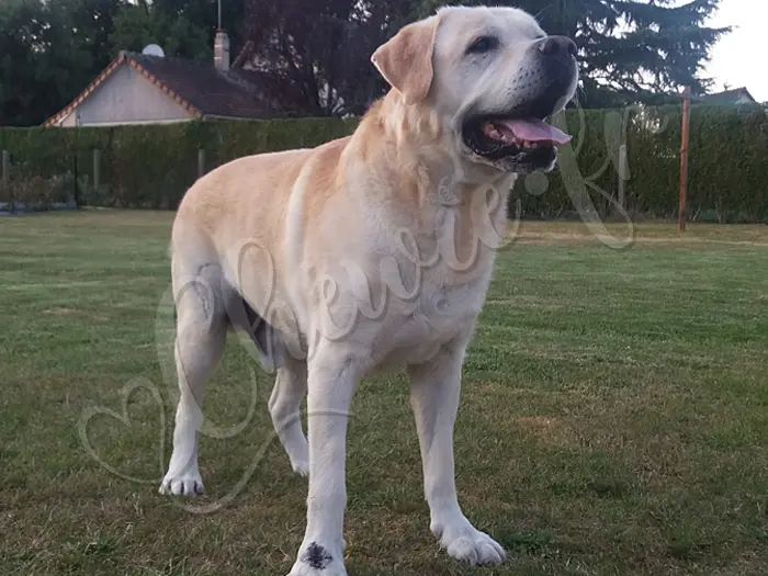 Chewie - Chien labrador retriever sable LOF -