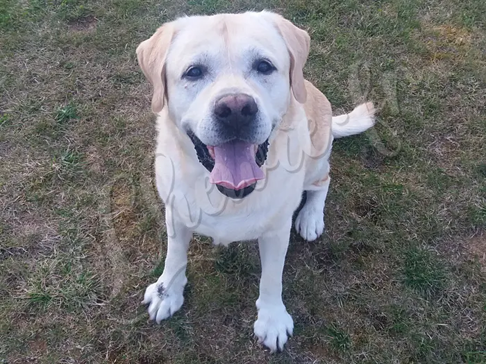 Chewie - Chien labrador retriever sable LOF -