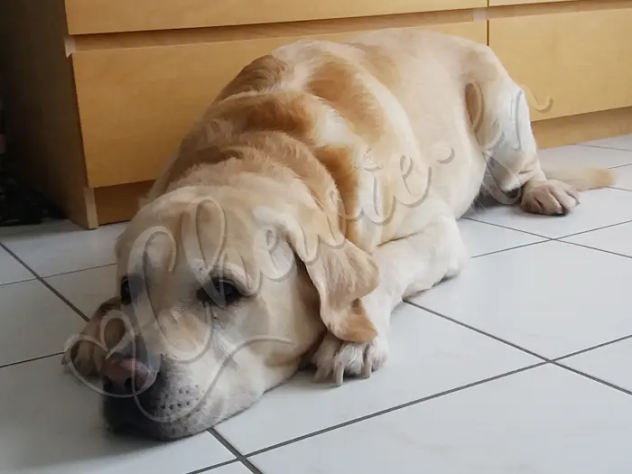 Chewie - Chien labrador retriever sable LOF - Chewie a un beau pelage l'été, de la même couleur que le meuble Malm d'Ikea juste derrière lui ! Ha Ha Ha ! :D