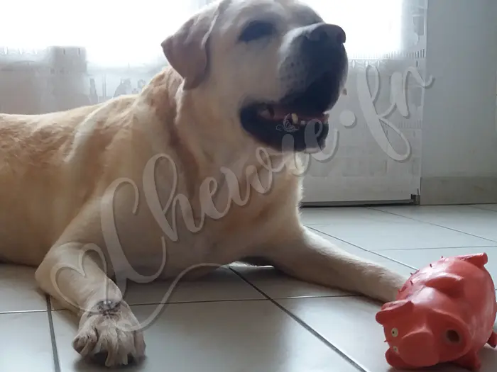 Chewie - Chien labrador retriever sable LOF - Chewie a toujours un jouet à proximité, il ne pense qu'à s'amuser !
