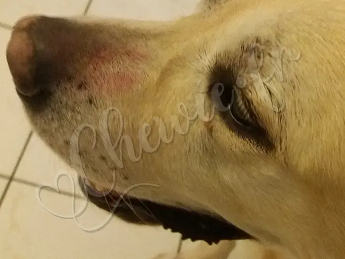 Chewie - Chien labrador retriever sable LOF - La venue de Sophie, la maîtresse d'Ugo son papa labrador. Elle lui a laissé un souvenir qui est resté quelques jours sur son museau ! :)