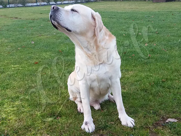 Chewie - Chien labrador retriever sable LOF - Chewie n'est pas d'humeur aujourd'hui pour les photos !