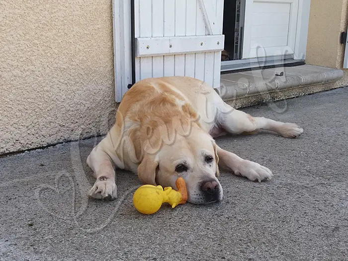 Chewie - Chien labrador retriever sable LOF - Faire le malheureux est une de ses grandes qualités ! Pourquoi n'a t'il jamais remporté un oscar ?