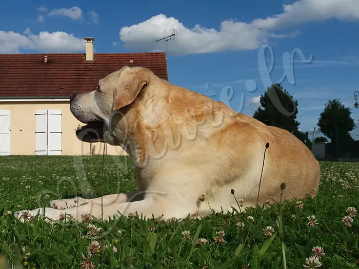 Chewie - Chien labrador retriever sable LOF - Chewie est bien dans le jardin à Cierrey. Il veille sur la maison, à l'affus de tout.