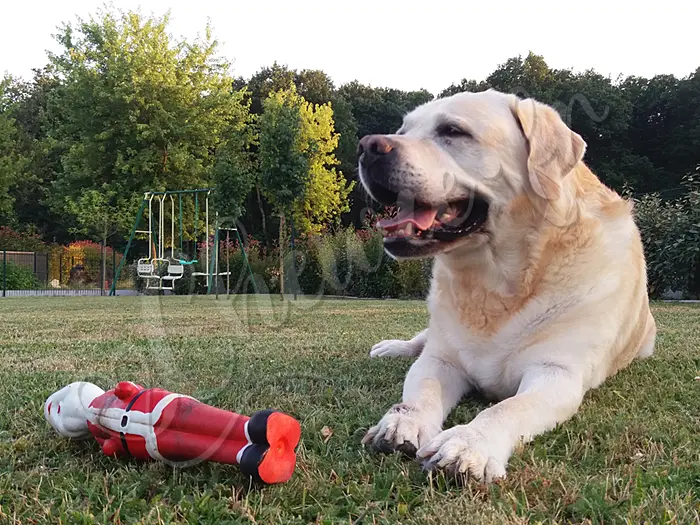 Chewie - Chien labrador retriever sable LOF - Chewie a toutes sortes de jouets pour chien. Certains n'ont pas résisté à la dentition du labrador !
