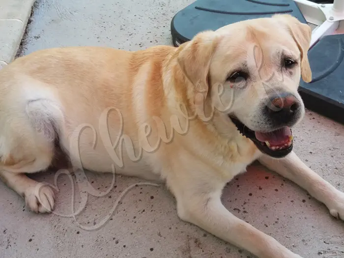 Chewie - Chien labrador retriever sable LOF - Couché sur la terrasse, Chewie attend étrangement quelque chose...
