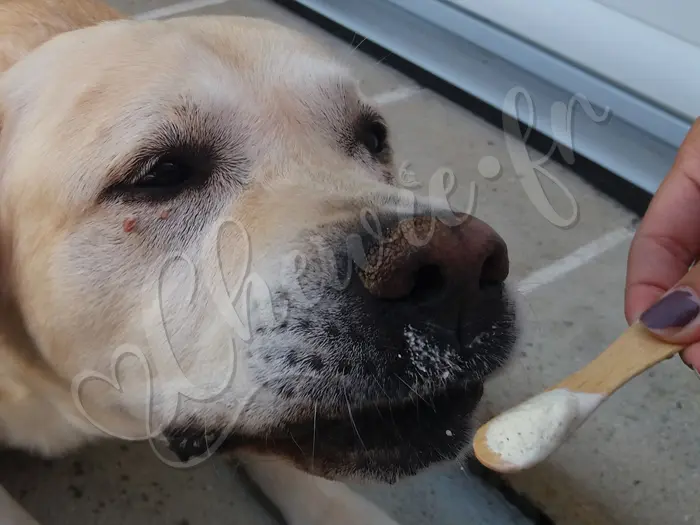 Chewie - Chien labrador retriever sable LOF - Voilà pourquoi : sa 