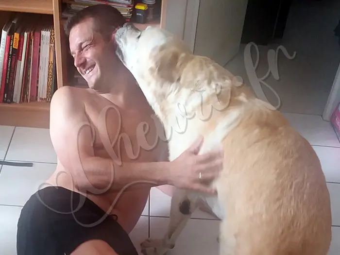 Chewie - Chien labrador retriever sable LOF - Chewie profite d'être à la hauteur de son maître pour lui dire combien il l'aime, même si ce n'est pas toujours facile entre eux...