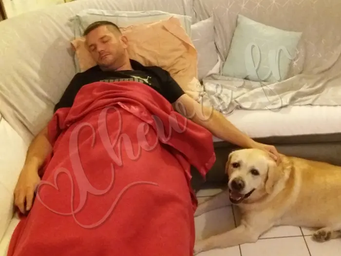 Chewie - Chien labrador retriever sable LOF -