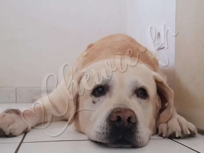 Chewie - Chien labrador retriever sable LOF - Deuxième tentative pour l'oscar du 