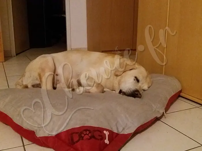 Chewie - Chien labrador retriever sable LOF - Son coussin est rembourré et confortable ! Chewie adore !