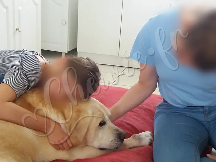 Chewie - Chien labrador retriever sable LOF - Il en va de même pour sa « petite petite maîtresse » Audrey : ses jours sont désormais comptés.