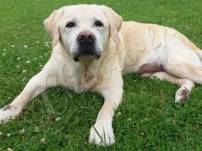 Chewie - Chien labrador retriever sable LOF - Cette photo a été prise à peine 12 heures avant sa mort ; on ne devinerait pas qu’il était malade. C’est le fond d’écran du smartphone de son maître et il ne le quittera jamais.