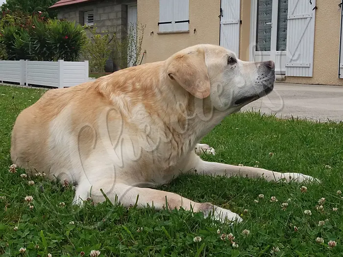 Chewie - Chien labrador retriever sable LOF - Chewie aimerait tant se relever... Il le VEUT, mais il ne PEUT pas !