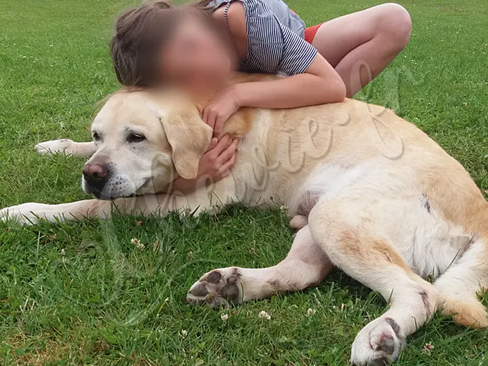 Chewie - Chien labrador retriever sable LOF - Sa 