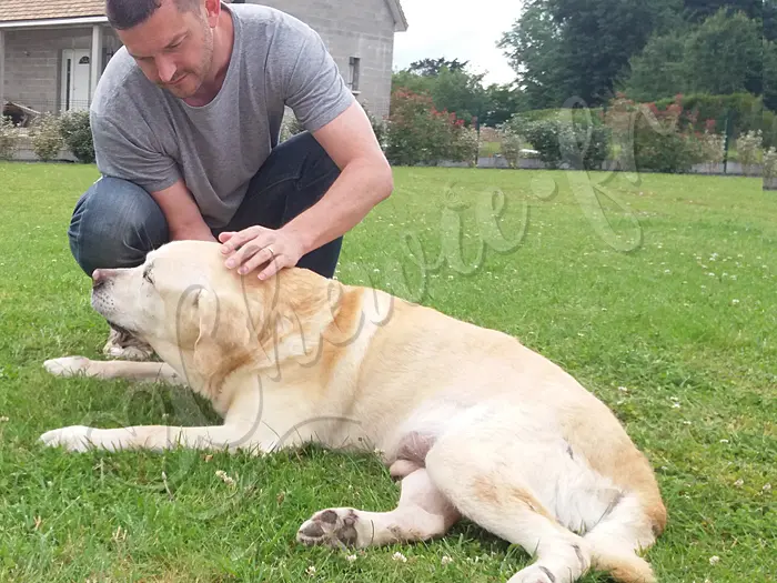 Chewie - Chien labrador retriever sable LOF - Son maître aussi est très inquiet, il sait que la fin est ineluctable.