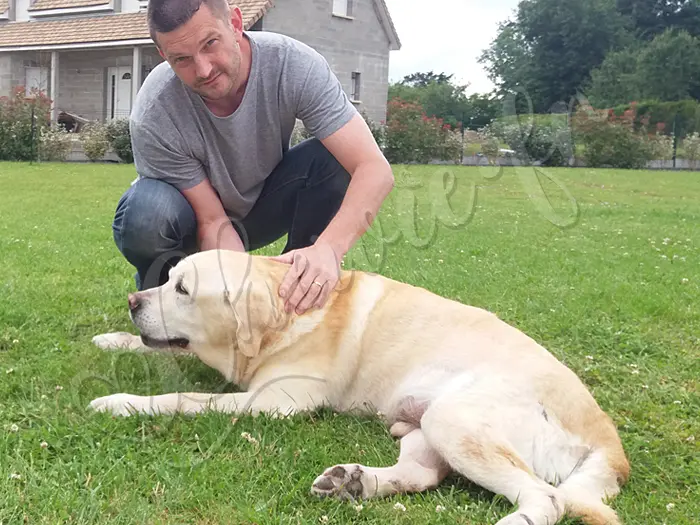 Chewie - Chien labrador retriever sable LOF - Impuissants, on attend le retour de son vétérinaire mardi matin, juste après le jour férié du lundi de pentecôte.