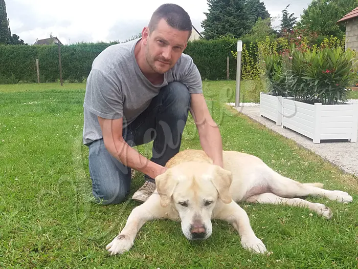 Chewie - Chien labrador retriever sable LOF - Chewie n'est pas en très grande forme... il fait au mieux, tout en étant bien entouré.