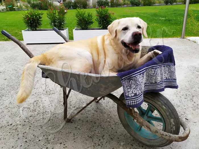 Chewie - Chien labrador retriever sable LOF - Pour faire ses gros besoins, on l'emmène dans le bois derrière en brouette, là où il avait l'habitude de faire.
