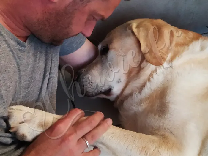 Chewie - Chien labrador retriever sable LOF - 10 juin 2019 - La dernière nuit que Chewie a passé avec son maître... les ultimes câlins