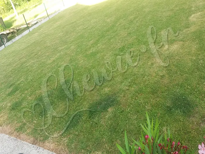 Chewie - Chien labrador retriever sable LOF - Les zones foncées de la pelouse sont les endroits où Chewie faisait pipi dans les derniers jours de sa vie... Ces zones sont restées visibles jusqu'à 4 mois plus tard !