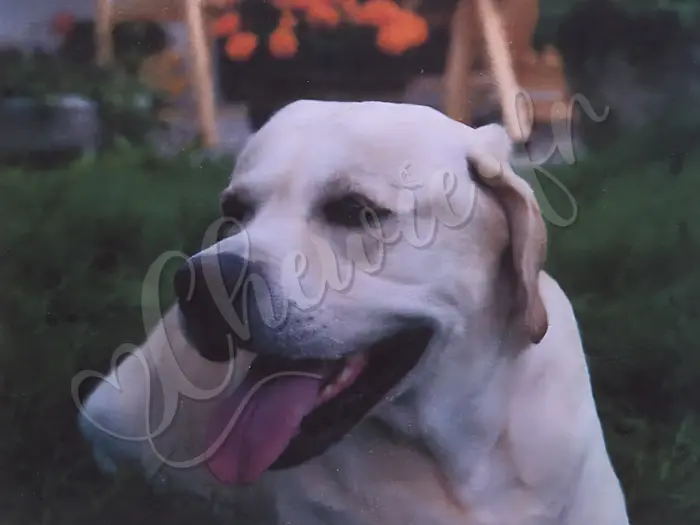 Chewie - Chien labrador retriever sable LOF  - Son grand-père maternel : Liff dit 