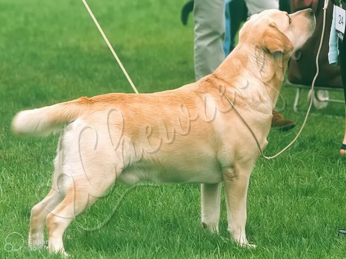 Chewie - Chien labrador retriever sable LOF - Son arrière grand-père paternel : Palabras Blue Bayo
