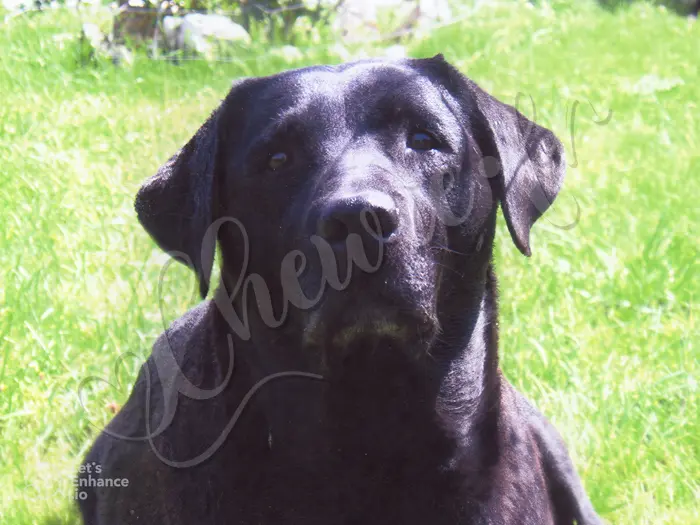 Chewie - Chien labrador retriever sable LOF  - Sa Grand-mère maternelle : Pryscka du Gué de la Haute Loue