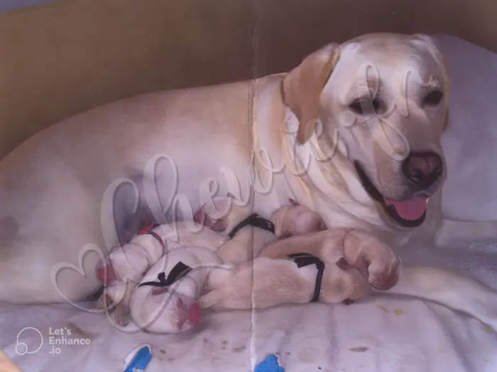 Chewie - Chien labrador retriever sable LOF  - Sa Mère Tessa