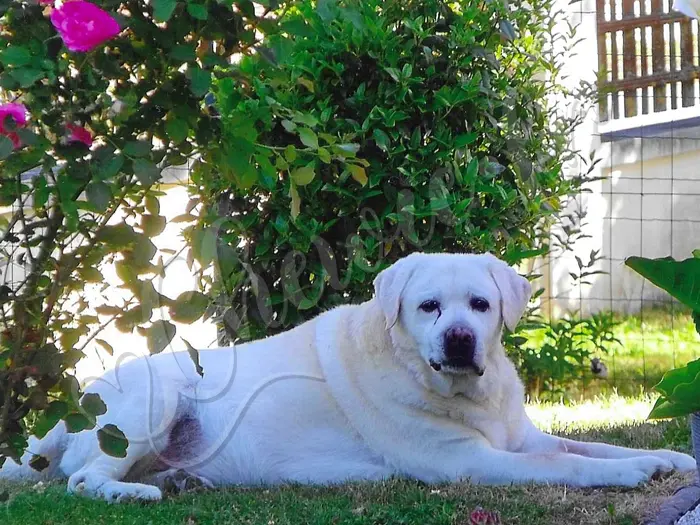 Chewie - Chien labrador retriever sable LOF  - Son père Ugo du Bord de la Vanne