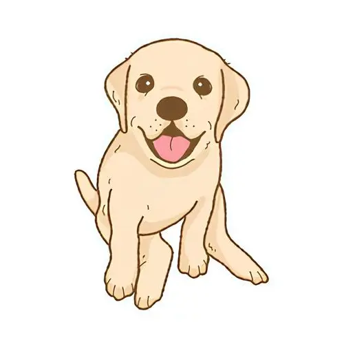 Labrador sable Chewie - Les photos de mon chien de 2005 à 2009