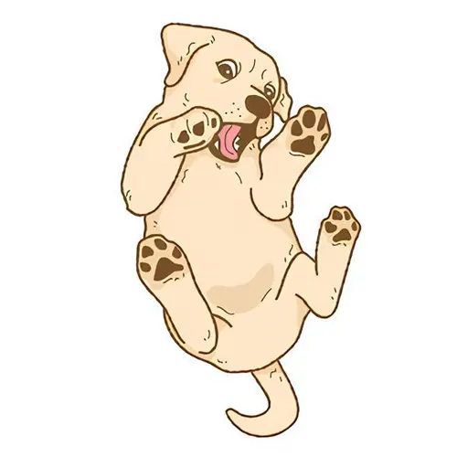 Labrador sable Chewie - Les photos de mon chien de 2010 à 2014