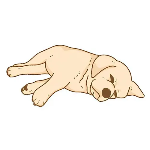 Labrador sable Chewie - Les photos de mon chien de 2015 à 2019