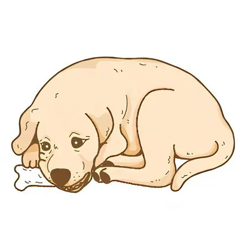 Anecdotes et bétises de mon chien Chewie